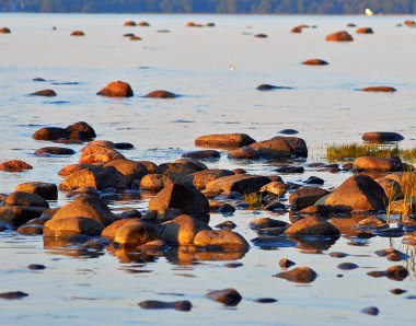 fledgeling, deniz kıyısı