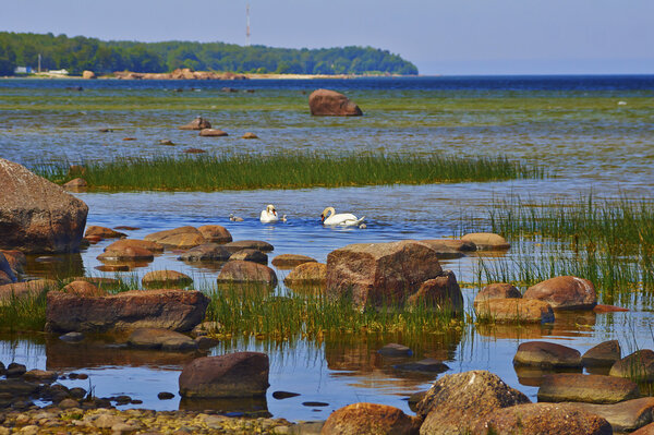 Swans family