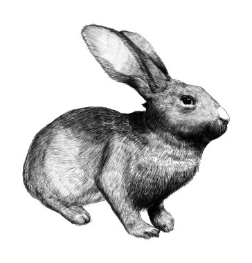 Bunny (elle çizilmiş)