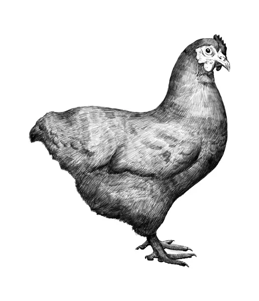 Pollo — Foto de Stock