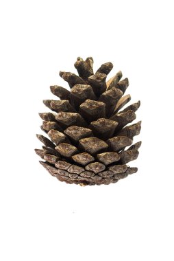 Çam kozalağı beyazda izole edilmiş