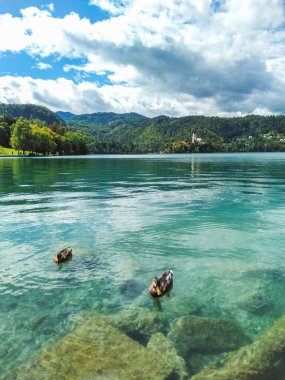 Bled Gölü 'nün berrak ve turkuaz sularında yüzen ördekler ve arka planda Maria' nın Varsayımı Kilisesi manzaralı Slovenya