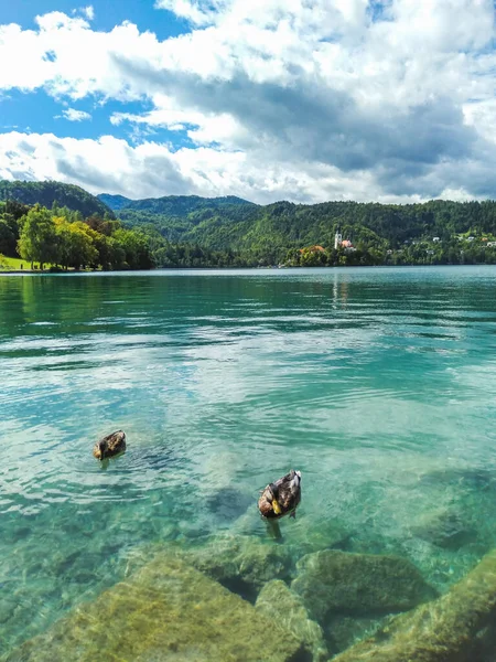 Patos Nadando Água Clara Turquesa Lago Bled Com Vista Para — Fotografia de Stock