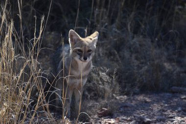 San Luis, Arjantin 'de küçük vahşi tilki