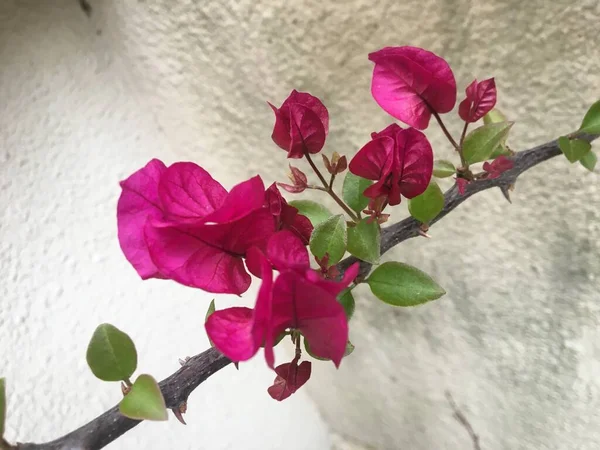 Primer Plano Una Flor Rosa Santa Rita — Foto de Stock