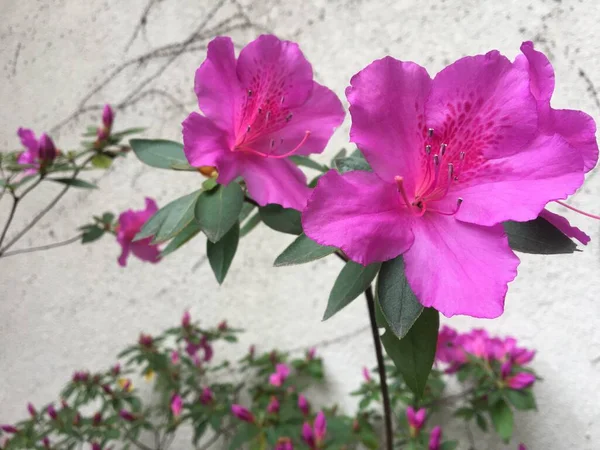 Pink Blomst Azalea - Stock-foto