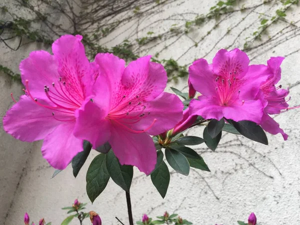 Rózsaszín Virág Egy Azálea — Stock Fotó