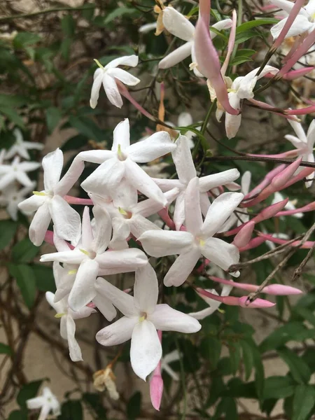 Las Pequeñas Flores Blancas Del Jazmín —  Fotos de Stock