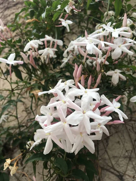 Las Pequeñas Flores Blancas Del Jazmín —  Fotos de Stock