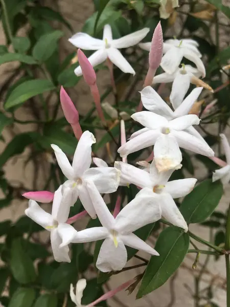 Маленькие Белые Цветки Жасмина — стоковое фото