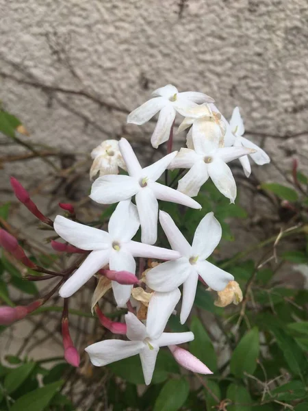 Pequeñas Flores Blancas Jazmín Chino —  Fotos de Stock