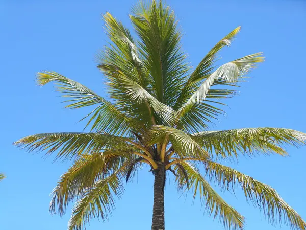 Natur Hintergrund Grüne Palmblätter — Stockfoto