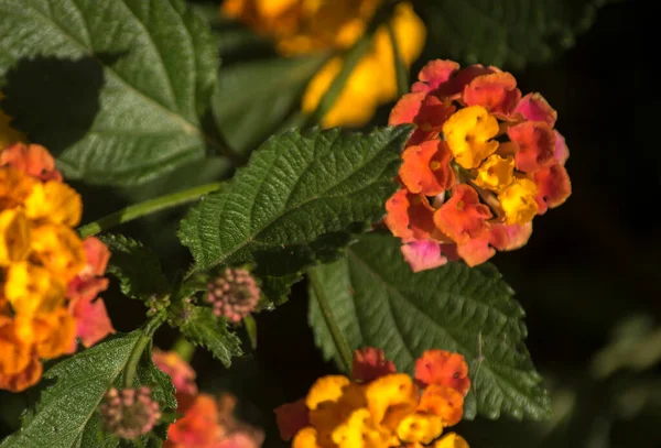 ランタナ カマラの赤と黄色の花 — ストック写真