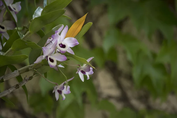 Detailní Fotografie Kvetoucích Orchidejí — Stock fotografie