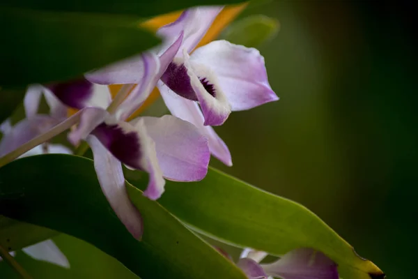 Фото Крупным Планом Фиолетовой Орхидеи — стоковое фото