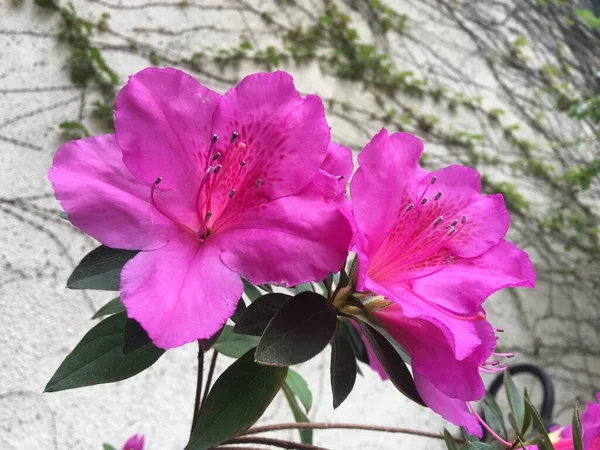 Rózsaszín Virág Egy Azálea — Stock Fotó
