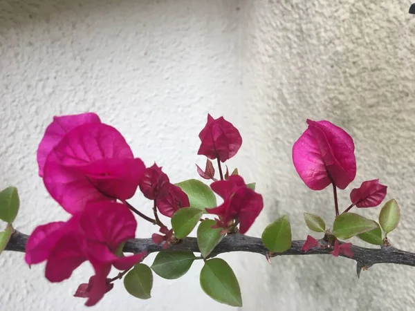 Flores Rosadas Una Santa Rita —  Fotos de Stock