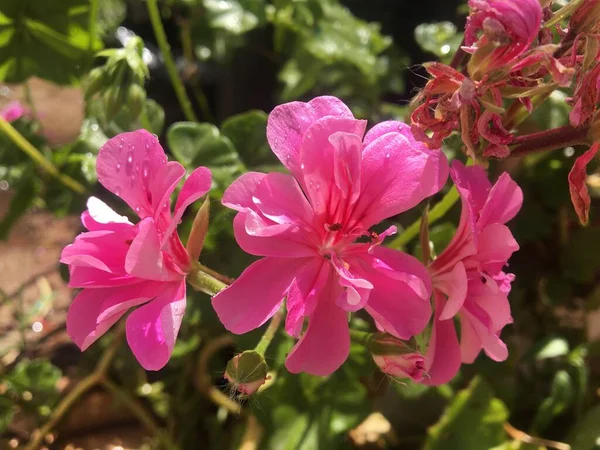 Pink Flowers Geranium — Stock Photo, Image