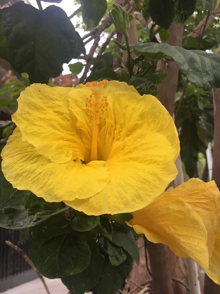 Primer Plano Flor Amarilla Del Hibisco —  Fotos de Stock