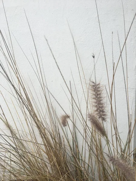Closeup Wild Plant — 스톡 사진