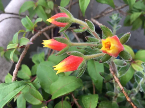 Flores Rojas Amarillas Jardín —  Fotos de Stock