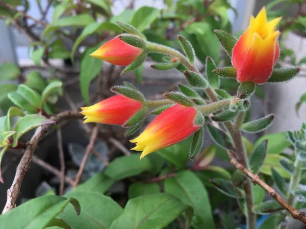 Flores Rojas Amarillas Jardín Echeveria Setosa — Foto de Stock