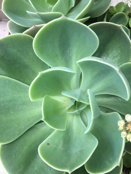 Penutup Dari Succulents Taman — Stok Foto