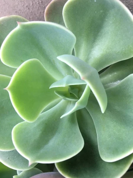 Closeup Succulents Garden — Stock Photo, Image