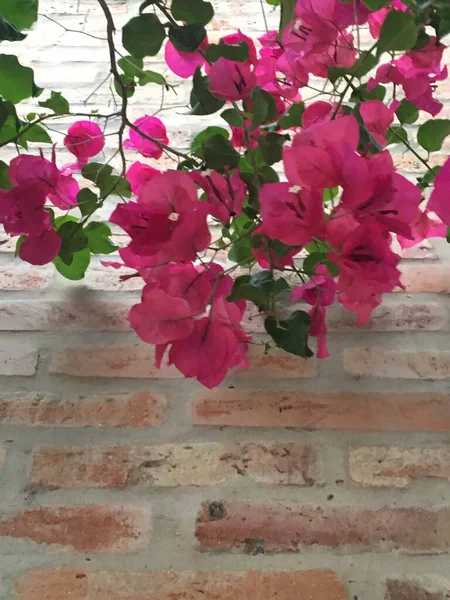 Flores Rosadas Una Santa Rita — Foto de Stock