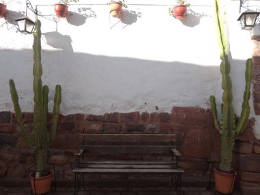 Peru 'da ahşap bank ve büyük kaktüs.