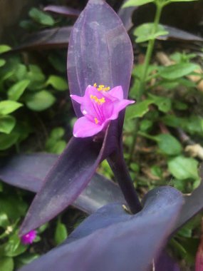 Tradescantia pallida çiçekleri