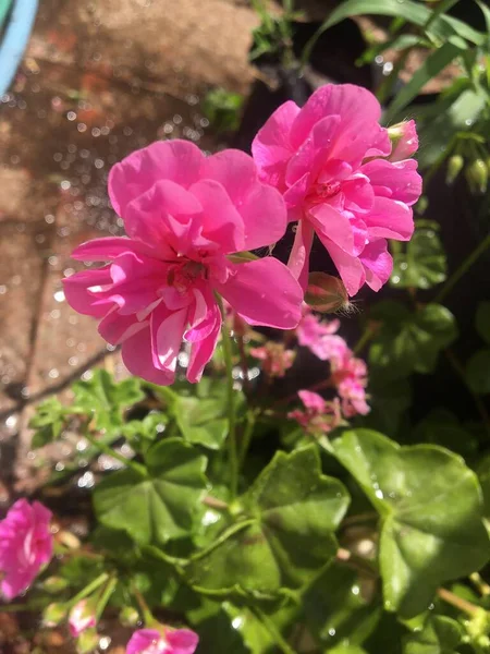 Las Flores Rosadas Del Geranio — Foto de Stock