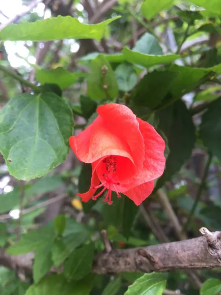 Flor Roja Del Hibisco — Foto de Stock