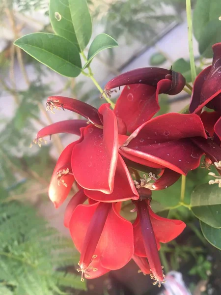 Flores Rojas Árbol Ceibo — Foto de Stock