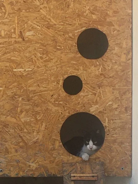 房子里的黑白相间的猫 — 图库照片