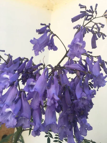 Fleurs Jacaranda Violet Fleurs Bleues — Photo