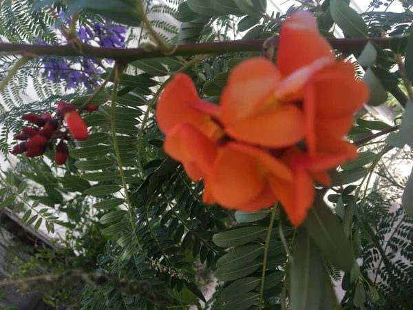 Flores Rojas Árbol Ceibo —  Fotos de Stock