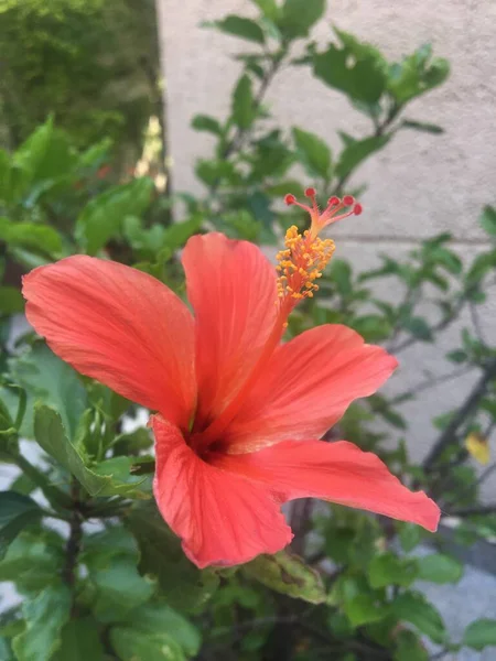 Червона Квітка Гібіскуса — стокове фото