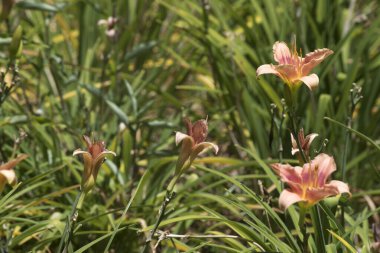 Close up photo of lilium flowers. Nature background. Macro photography