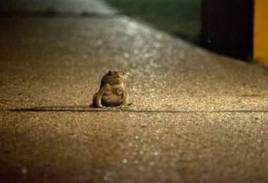 Kaldırımda kurbağa