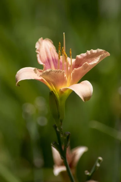 Close Photo Lilium Flowers Nature Background Macro Photography — Fotografia de Stock