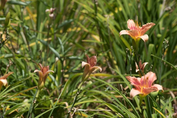 Close Photo Lilium Flowers Nature Background Macro Photography — Stock Fotó