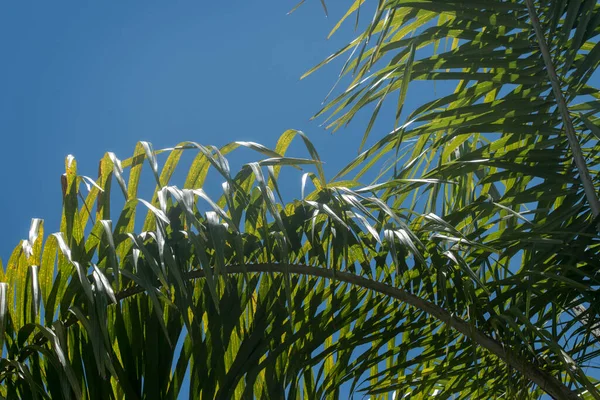 Green Palm Leaves Nature Background — стокове фото
