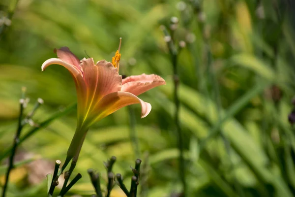 Close Photo Lilium Flowers Nature Background Macro Photography — Stock fotografie