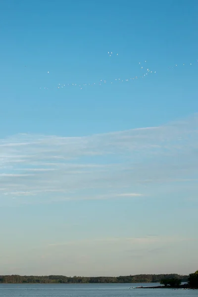 Troupeau Oiseaux Volant Dans Ciel — Photo