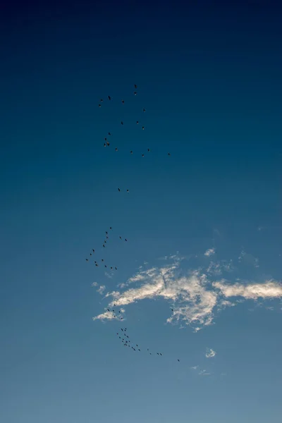 Vögel Fliegen Blauen Himmel — Stockfoto