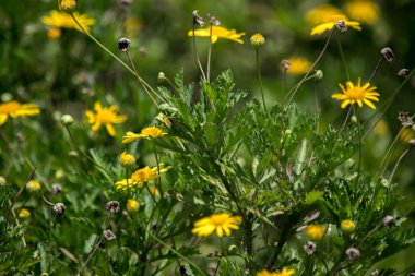 Tarlada pembe çiçekler