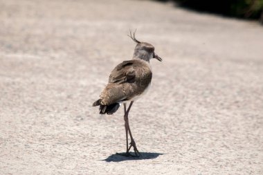close-up of a Vanellus chilensis