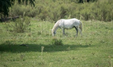 beyaz atın alanları