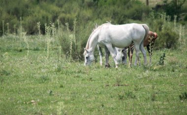 white horse with her foal